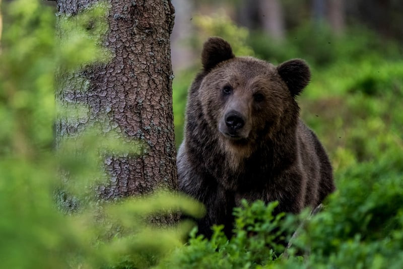 Brown bear in the Carpathian forests