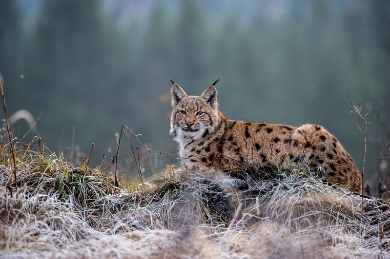 Lynx in the Carpathian forest