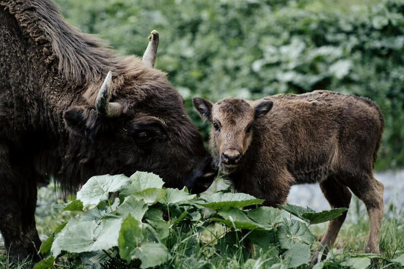 European Bison in the Carpathian forest