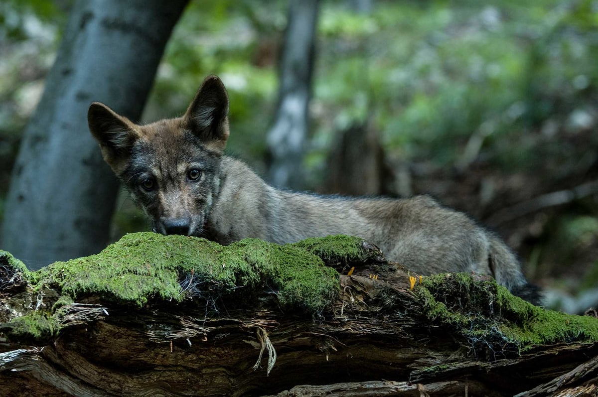 Grey wolf in the Carpathian forest
